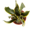 Sanseveria, vrouwentong - Set van 2 - Fachjan - Groene Plant- Hoogte 50 cm