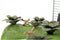 Jurassic Park Nano Scene 30th Anniversary