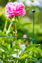 Peacock Steunring, halfrond geschulpt 54 cm