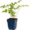 Pluimspirea (Astilbe Japonica) 'Europa' | 1 stuk | Schaduwplant | tuinplant schaduw | 11x11 cm Kwekerspot | Snijbloem | verwilderend | Geschikt voor in Pot | winterhard | Roze