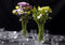 Peleg Design Invisivase