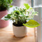 Peleg Design Leaflow Bewateringstunnel (Set Van 3)