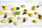 Peleg Design - Peleg Design Lemoniere Juicer