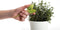 PelegDesign - Kruidenknipper - Leafers