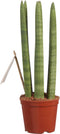 Sanseveria ↨ 30cm - hoge kwaliteit planten