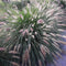 Pennisetum alopecuroides 'Hameln' - Lampenpoetsersgras - Planthoogte: 20 cm - Pot Ø 11 cm (1 liter)