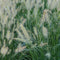 Pennisetum alopecuroides 'Hameln' - Lampenpoetsersgras - Planthoogte: 20 cm - Pot Ø 11 cm (1 liter)