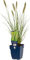 Pennisetum alopecuroides 'Hameln' - Lampenpoetsersgras - Planthoogte: 20 cm - Pot Ø 11 cm (1 liter)