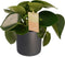 Peperomia Raindrop Feel Green - Elho b.for antracite