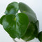 Peperomia Raindrop - Set van 2 - Pot 12cm - Hoogte 20-30cm - Peperomia Polybotrya - Kamerplanten