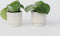 Peperomia Raindrop - Set van 2 - Pot 12cm - Hoogte 20-30cm - Peperomia Polybotrya - Kamerplanten