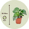 Peperomia Raindrop - Set van 2 - Pot 12cm - Hoogte 20-30cm - Peperomia Polybotrya - Kamerplanten