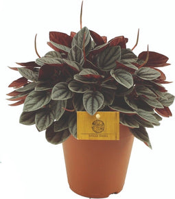 Peperomia 'Sunrise' – ↨ 25 cm – ⌀ 15 cm