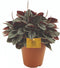 Peperomia 'Sunrise' – ↨ 25 cm – ⌀ 15 cm