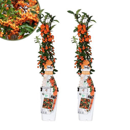 Perfect Garden | Set van 2 oranje Vuurdoorn planten | 15 cm Ø | 60 cm | Pyracantha coccinea Orange Star | Vuurdoorn haag | winterharde planten voor in de tuin | Tuinplanten