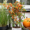 Perfect Garden | Set van 2 oranje Vuurdoorn planten | 15 cm Ø | 60 cm | Pyracantha coccinea Orange Star | Vuurdoorn haag | winterharde planten voor in de tuin | Tuinplanten