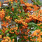 Perfect Garden | Set van 2 oranje Vuurdoorn planten | 15 cm Ø | 60 cm | Pyracantha coccinea Orange Star | Vuurdoorn haag | winterharde planten voor in de tuin | Tuinplanten