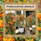 Perfect Garden | Set van 2 oranje Vuurdoorn planten | 15 cm Ø | 60 cm | Pyracantha coccinea Orange Star | Vuurdoorn haag | winterharde planten voor in de tuin | Tuinplanten