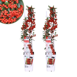 Perfect Garden | Set van 2 rode Vuurdoorn planten | 15 cm Ø | 60 cm | Pyracantha coccinea Red Star | Vuurdoorn haag | winterharde planten voor in de tuin | Tuinplanten
