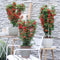 Perfect Garden | Set van 2 rode Vuurdoorn planten | 15 cm Ø | 60 cm | Pyracantha coccinea Red Star | Vuurdoorn haag | winterharde planten voor in de tuin | Tuinplanten