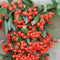 Perfect Garden | Set van 2 rode Vuurdoorn planten | 15 cm Ø | 60 cm | Pyracantha coccinea Red Star | Vuurdoorn haag | winterharde planten voor in de tuin | Tuinplanten