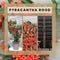 Perfect Garden | Set van 2 rode Vuurdoorn planten | 15 cm Ø | 60 cm | Pyracantha coccinea Red Star | Vuurdoorn haag | winterharde planten voor in de tuin | Tuinplanten