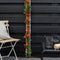 Perfect Garden | Set van 2 rode Vuurdoorn planten | 15 cm Ø | 60 cm | Pyracantha coccinea Red Star | Vuurdoorn haag | winterharde planten voor in de tuin | Tuinplanten