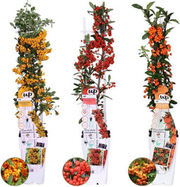 Perfect Garden | Set van 3 Vuurdoorn planten | 15 cm Ø | 60 cm | Pyracantha mix in 3 kleuren | Vuurdoorn haag | winterharde planten voor in de tuin | Tuinplanten