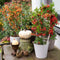 Perfect Garden | Set van 3 Vuurdoorn planten | 15 cm Ø | 60 cm | Pyracantha mix in 3 kleuren | Vuurdoorn haag | winterharde planten voor in de tuin | Tuinplanten