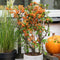 Perfect Garden | Set van 3 Vuurdoorn planten | 15 cm Ø | 60 cm | Pyracantha mix in 3 kleuren | Vuurdoorn haag | winterharde planten voor in de tuin | Tuinplanten