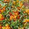 Perfect Garden | Set van 3 Vuurdoorn planten | 15 cm Ø | 60 cm | Pyracantha mix in 3 kleuren | Vuurdoorn haag | winterharde planten voor in de tuin | Tuinplanten