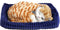 Perfect petzzz Soft orange tabby
