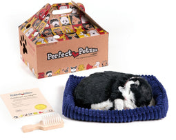 Perfect Petzzz - Soft - Zwart Witte Kitten