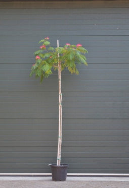 Perzische slaapboom - ‘Albizia julibrissin’ 200 - 220 cm stamhoogte (10 - 12 cm stamomtrek)