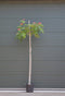 Perzische slaapboom - ‘Albizia julibrissin’ 200 - 220 cm stamhoogte (10 - 12 cm stamomtrek)