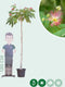 Perzische slaapboom - ‘Albizia julibrissin’ 200 - 220 cm stamhoogte (10 - 12 cm stamomtrek)