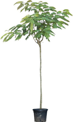 Perzische Slaapboom Albizia julibrissin 325 cm