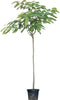 Perzische Slaapboom Albizia julibrissin 325 cm