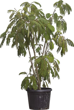 Perzische slaapboom meerstammig | Alibizia julibrissin | Bomenbezorgd.nl