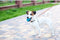 Pet Treatment Ed-41661: Intrekbare Glow In The Dark Hondenriem - 3.5 Meter Geel