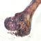 PETMEX Ham bone - dog chew - 1 pc(s)