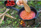Petromax - Gietijzeren Skillet - Ø20cm - steel