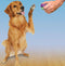 Petsafe clicker voor training - Default Title