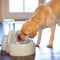 Petsafe Drinkwell Platinum - Drinkfontein - 5 L
