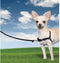 PetSafe Easy Walk® - Hondentuigje - Zwart - M - 51-71 cm