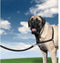 PetSafe Easy Walk® - Hondentuigje - Zwart - M - 51-71 cm