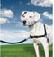 PetSafe Easy Walk® - Hondentuigje - Zwart - M - 51-71 cm