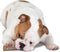 Petstages Durable Stick M