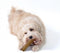 Petstages Durable Stick M