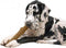 Petstages Durable Stick M